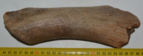 Megaloceros giganteus részleges agancs (247 mm)