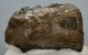 Mammuthus meridionalis részleges fog (751 gramm)