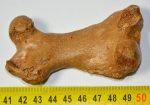 Seal (Pagophilus groenlandicus?) femur bone