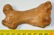 Fóka (Pagophilus groenlandicus?) femur csont 