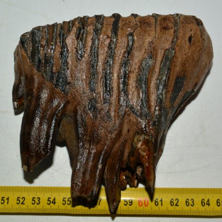 Mammuthus primigenius tooth (855 grams)