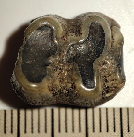 Trichechus manatus tooth from Florida