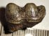 Trichechus manatus tooth from Florida