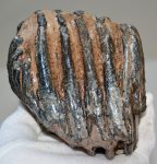 Mammuthus meridionalis részleges fog (755 gramm)