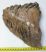 Mammuthus primigenius tooth (1278 grams)