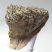 Mammuthus primigenius tooth (1278 grams)