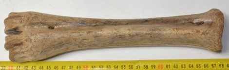 Bison priscus metatarsus csont (289 mm)