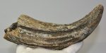 Bison sp. partial horn bone (228 mm)