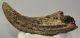 Bison sp. partial horn bone (228 mm)