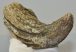 Bison sp. partial horn bone (228 mm)