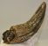 Bison sp. partial horn bone (228 mm)