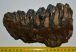Mammuthus meridionalis bal oldalsó alsó fog (1328 gramm)