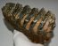 Mammuthus meridionalis tooth (1328 grams) Southern mammoth molar