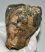 Mammuthus meridionalis bal oldalsó alsó fog (1328 gramm)