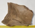 Mammuthus primigenius részleges lapocka csont 