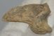 Ursus spelaeus claw bone (43,7 mm) Cave bear