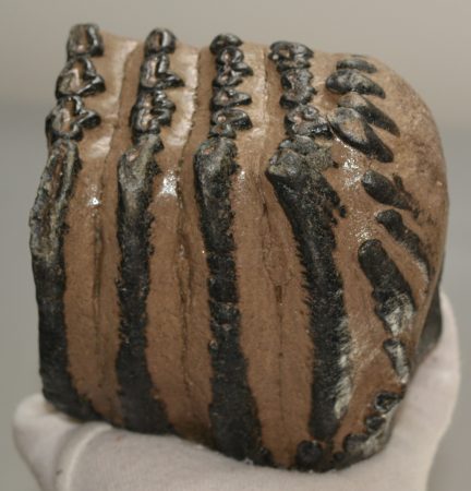 Mammuthus meridionalis partial tooth (1699 grams)