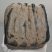 Mammuthus meridionalis partial tooth (1699 grams)