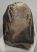 Mammuthus meridionalis partial tooth (1699 grams)