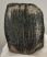 Mammuthus meridionalis partial tooth (1699 grams)