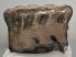 Mammuthus meridionalis partial tooth (1699 grams)