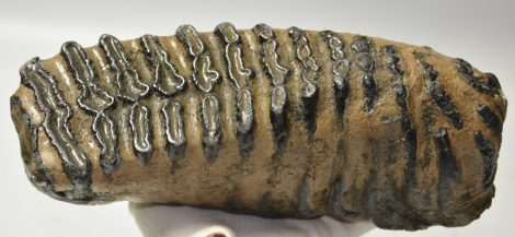 Mammuthus meridionalis tooth (3836 grams) Southern Mammoth