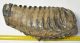 Mammuthus meridionalis tooth (3836 grams) Southern Mammoth