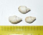 3 pieces of Nassarius dujardini fossils from Hungary