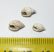 3 pieces of Nassarius dujardini fossils from Hungary