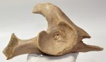 Equus sp. partial plevic bone