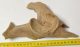 Equus sp. partial plevic bone