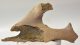 Equus sp. partial plevic bone