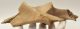Equus sp. partial plevic bone