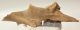 Equus sp. partial plevic bone