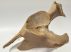 Equus sp. partial plevic bone