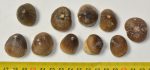   10 pieces Globidens aegyptiacus, Igdamanosaurus tooth from Morocco