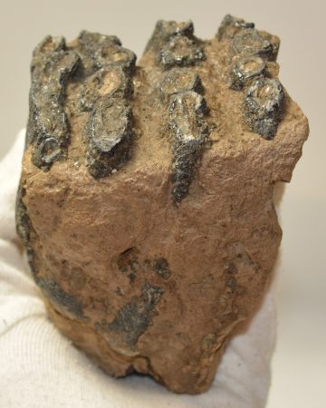 Mammuthus meridionalis partial tooth (877 grams) SOLD (E) 10