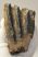Mammuthus meridionalis partial tooth (877 grams) SOLD (E) 10