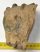 Mammuthus meridionalis partial tooth (877 grams) SOLD (E) 10