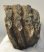 Mammuthus meridionalis partial tooth (877 grams) SOLD (E) 10