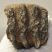 Mammuthus meridionalis partial tooth (877 grams) SOLD (E) 10