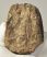 Mammuthus meridionalis partial tooth (877 grams) SOLD (E) 10
