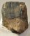 Mammuthus meridionalis partial tooth (877 grams) SOLD (E) 10