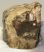 Mammuthus meridionalis partial tooth (877 grams) SOLD (E) 10
