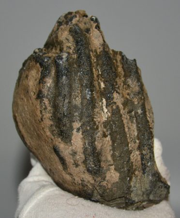 Mammuthus meridionalis partial tooth (1034 grams)