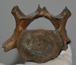 Odobenus rosmarus  partial vertebra