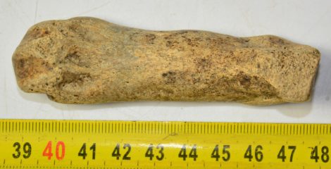 Ursus spelaeus metapodial finger bone ( 91 mm) Cave Bear