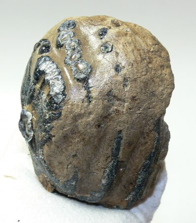 Mammuthus meridionalis részleges fog (843 gramm)