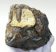 Mammuthus meridionalis részleges fog (843 gramm)