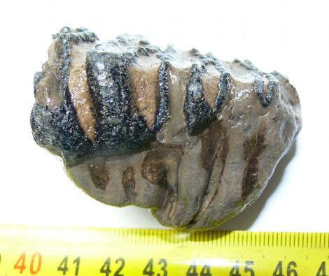 Mammuthus meridionalis partial tooth (108 grams)